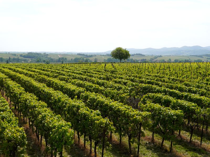 vigne en Vendée